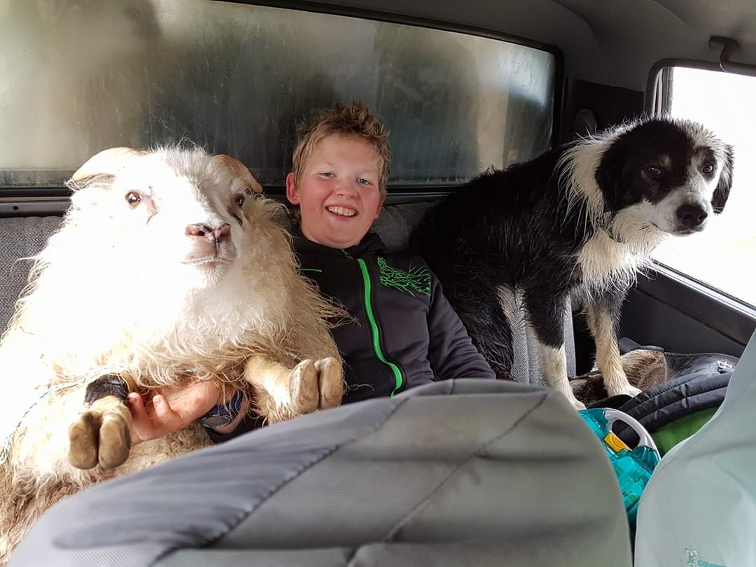 Íslenska sauðkindin er í mestu uppáhaldi