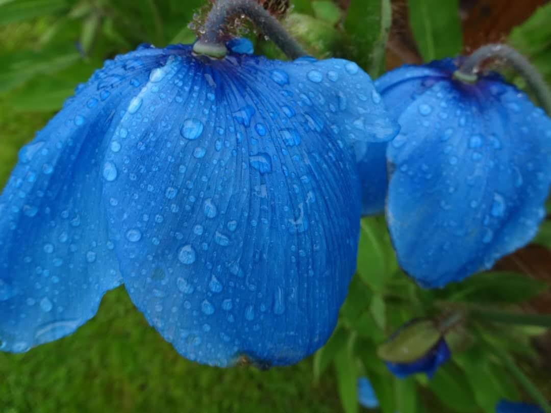 Fræ í frjóa jörð