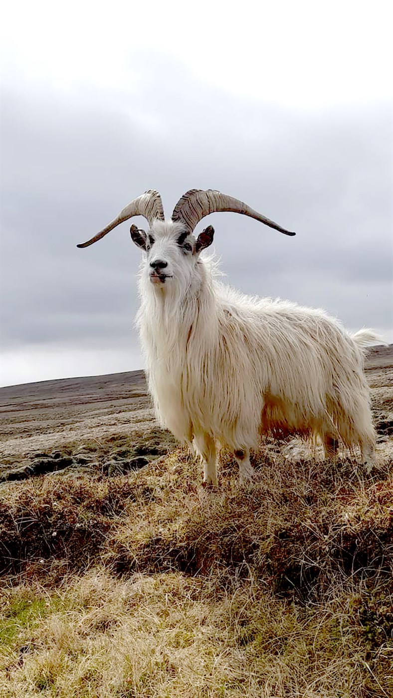 Hafurinn Þorri í Finnafirði