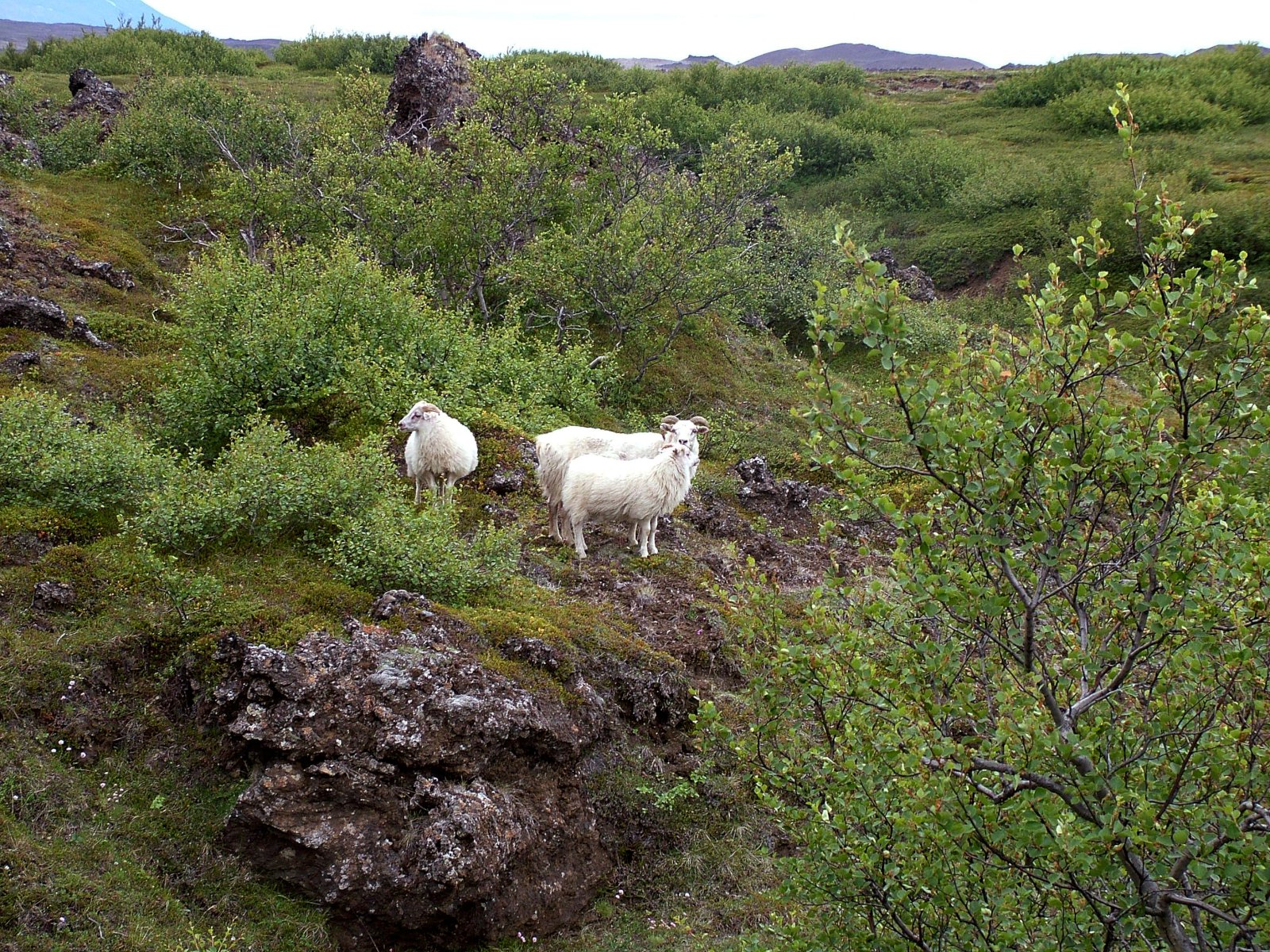 Krefjast þess að landnýtingarþáttur gæðastýringar verði lagður niður