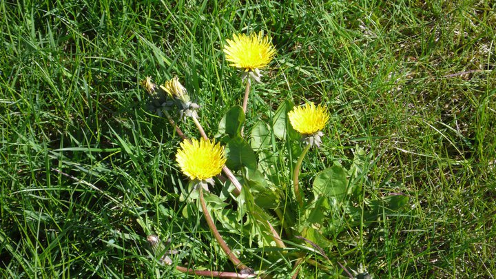 Fíflavín og krækiberjasnafs