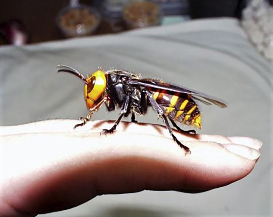 Asísku vespurnar, Asian giant hornet (Vespa mandarinia), eru sannarlega engin lömb að leika sér við. Stungur þeirra geta banað mönnum. 