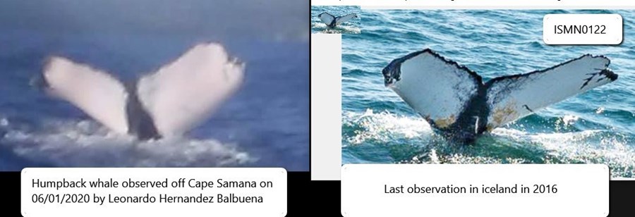 Víðförull hnúfubakur