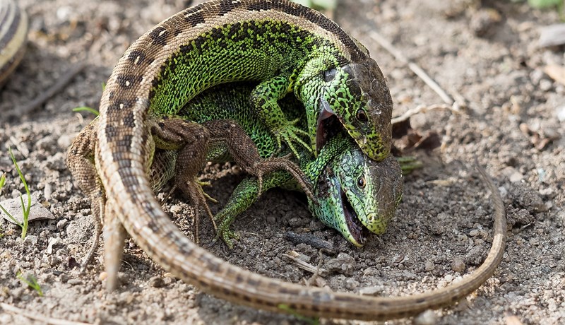 Rafbílarisinn Tesla tapar fyrir sandeðlum í Þýskalandi