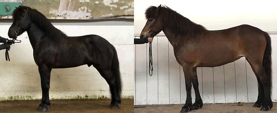 Nýjar upplýsingar um erfðafræðilegan grunn gangtegunda íslenska hestsins