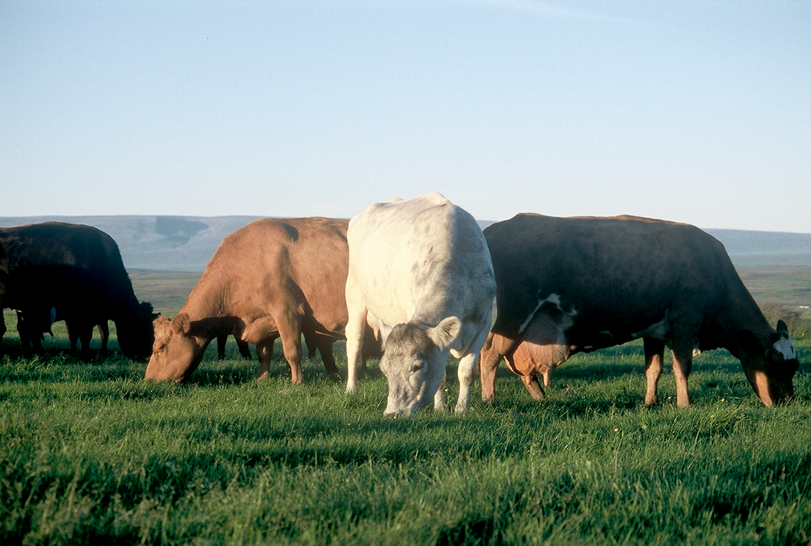 Helstu verkefni deildar nautgripabænda