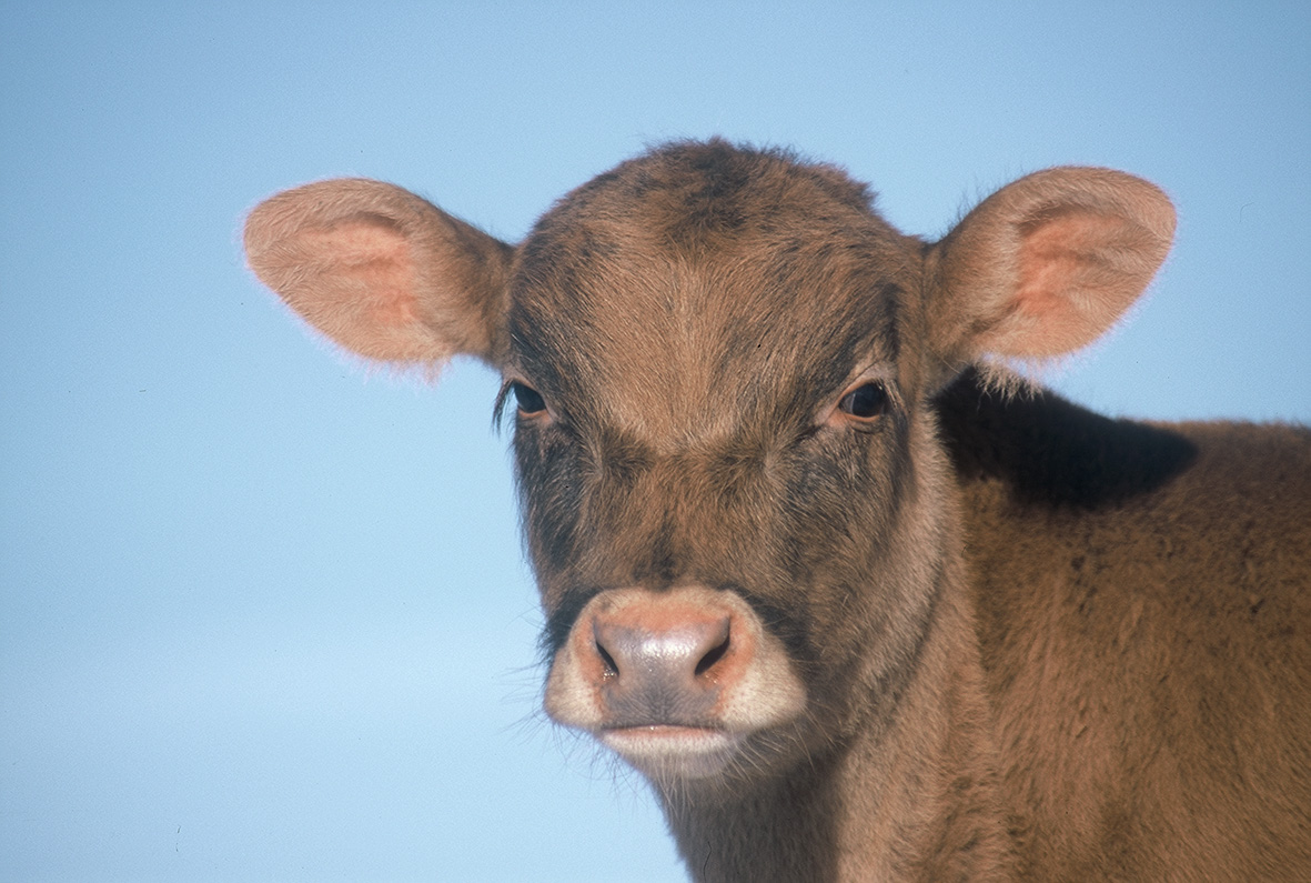 Sjaldan launar kálfurinn kjöteldið