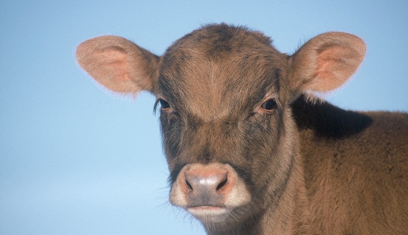 Sjaldan launar kálfurinn kjöteldið