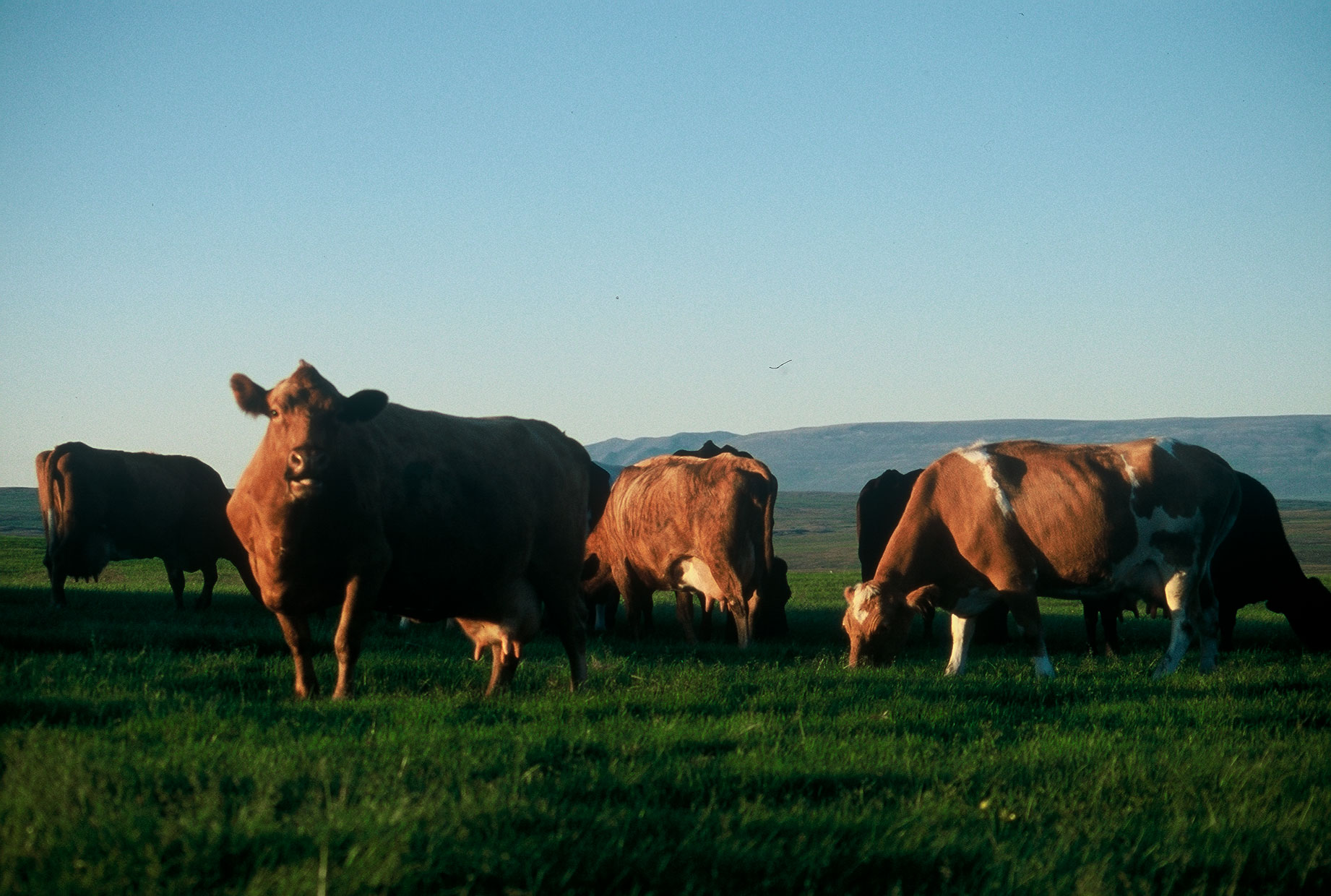 Sláturbann og bann á flutningum nautgripa