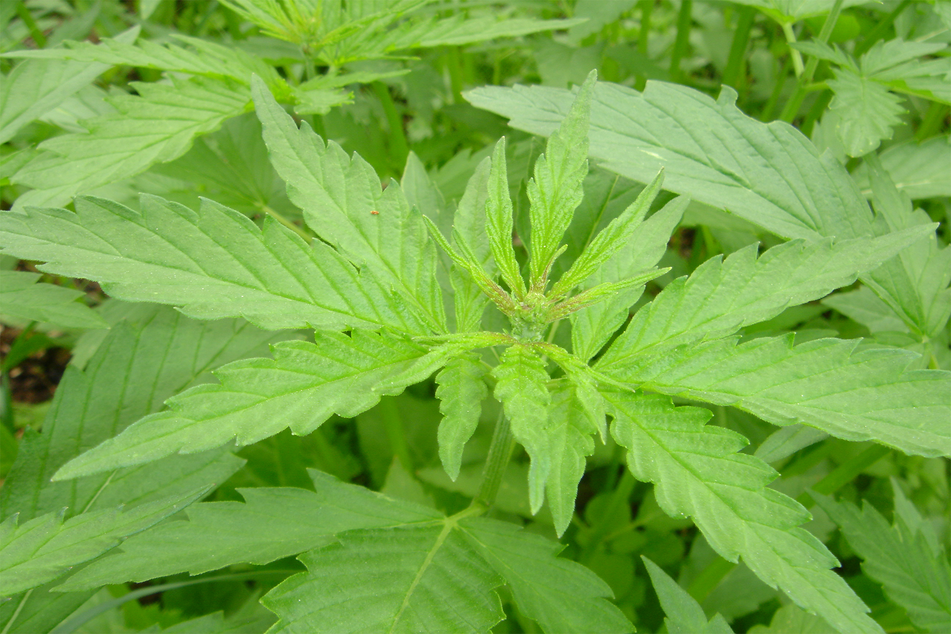 Samdráttur í sölu á fræi