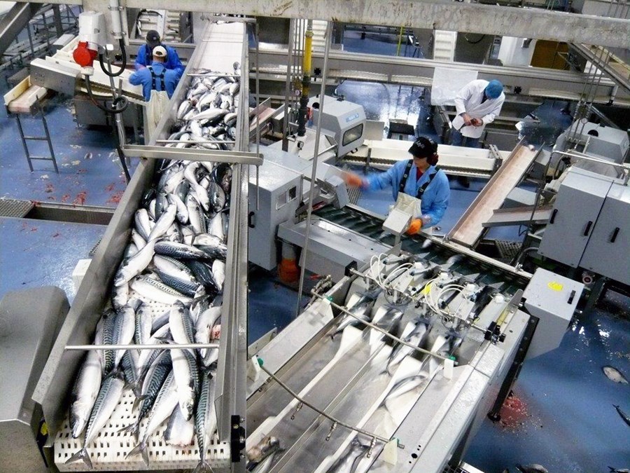 Óvæntustu áhrifin af hlýnun sjávar var innrás makrílsins á Íslandsmið.