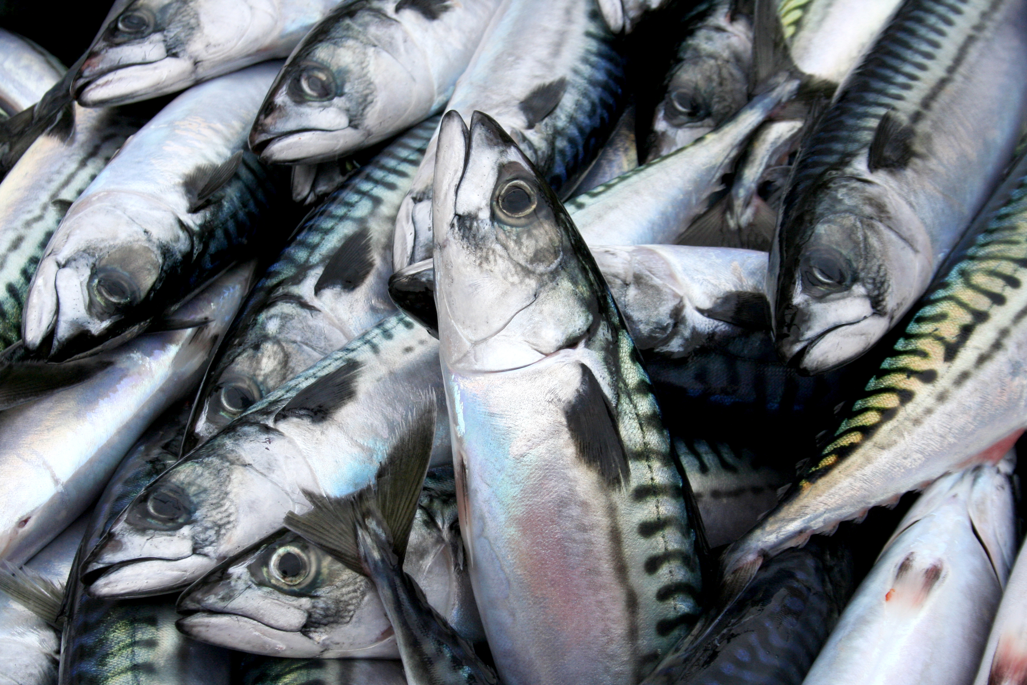 Veiðigjaldafrumvarpið