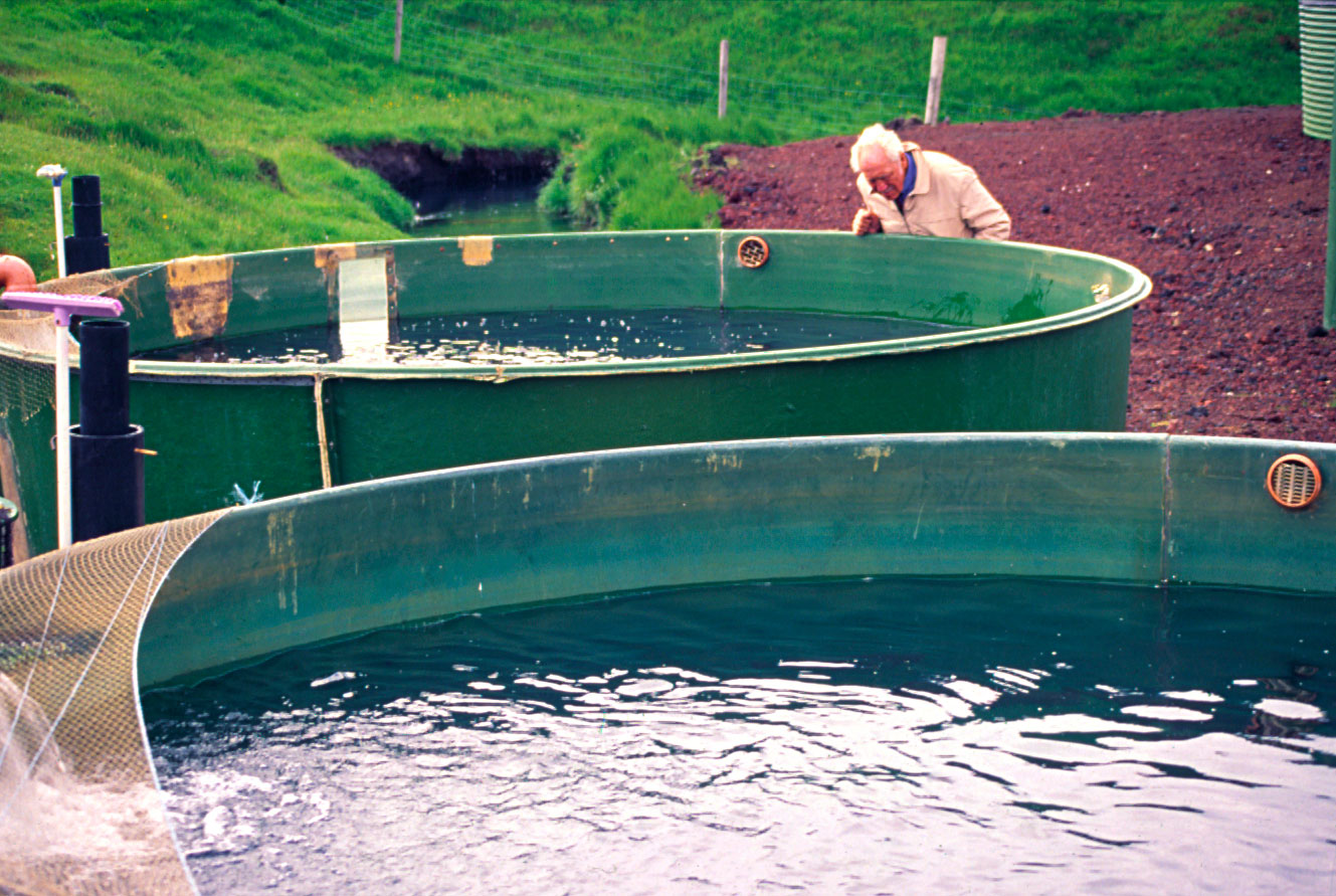 Fiskeldi útlendinga