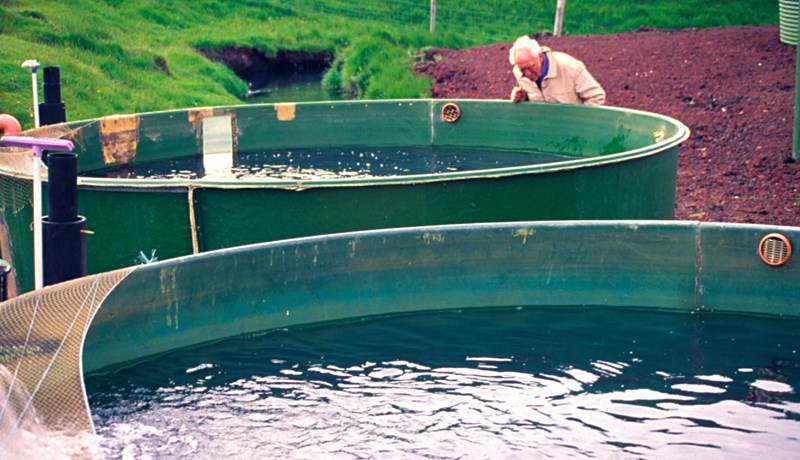 Fiskeldi útlendinga