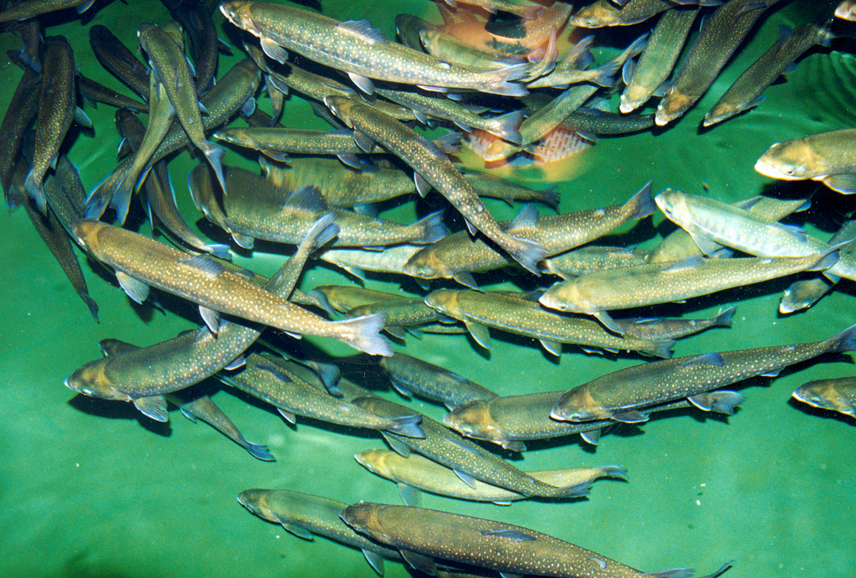 Eldislax fóðraður á timbri