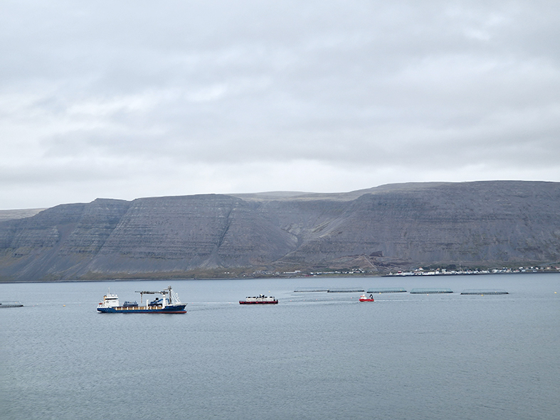 Eldislaxar í Ósá