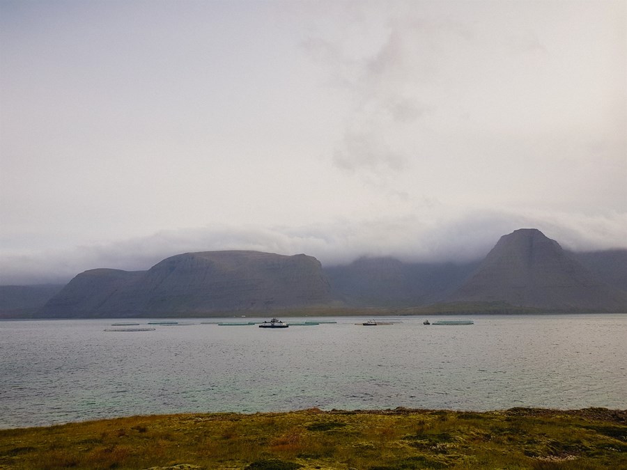 Fiskeldiskvíar í Tálknafirði árið 2018. 