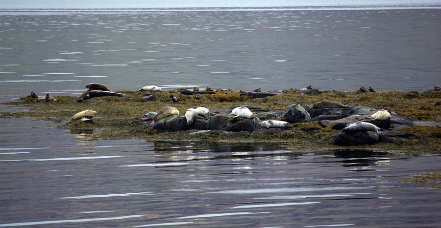 Selveiðar bannaðar nema með undanþágu