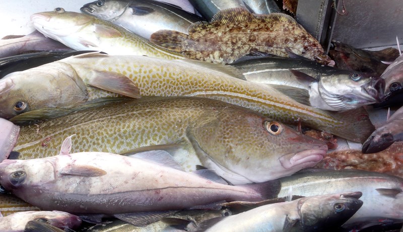 Eftirlit með fiskveiðiauðlindinni