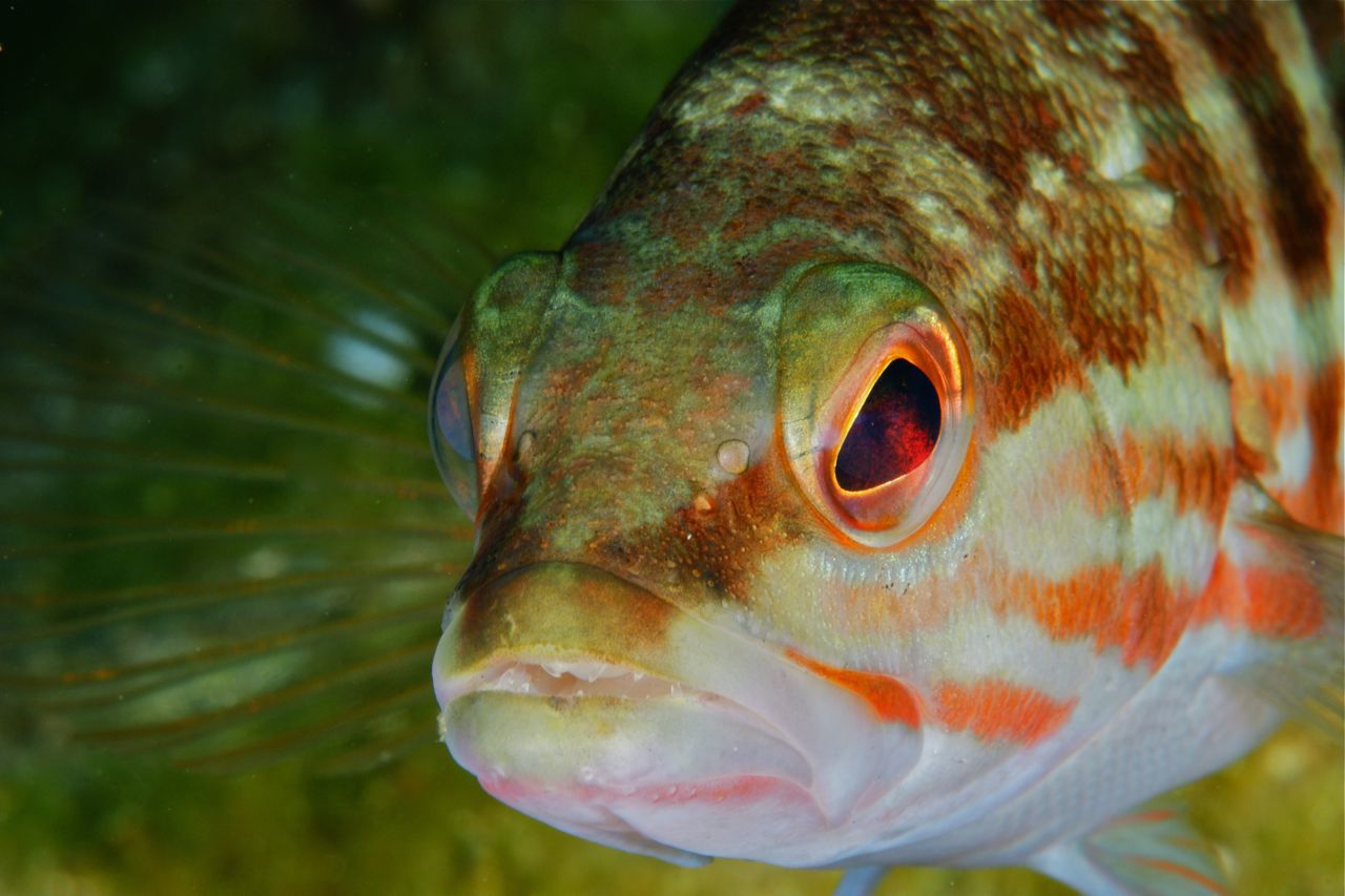 Eitt og annað tengt sjó