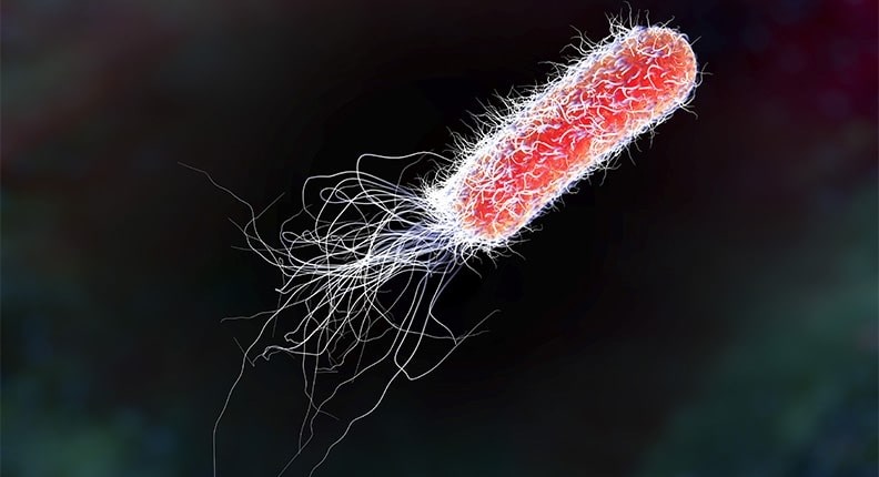 Afbrigði shigatoxín myndandi E. coli   hluti af náttúrlegri örveruflóru íslenskra nautgripa og sauðfjár