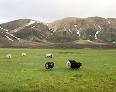 Jarmað, hneggjað og baulað