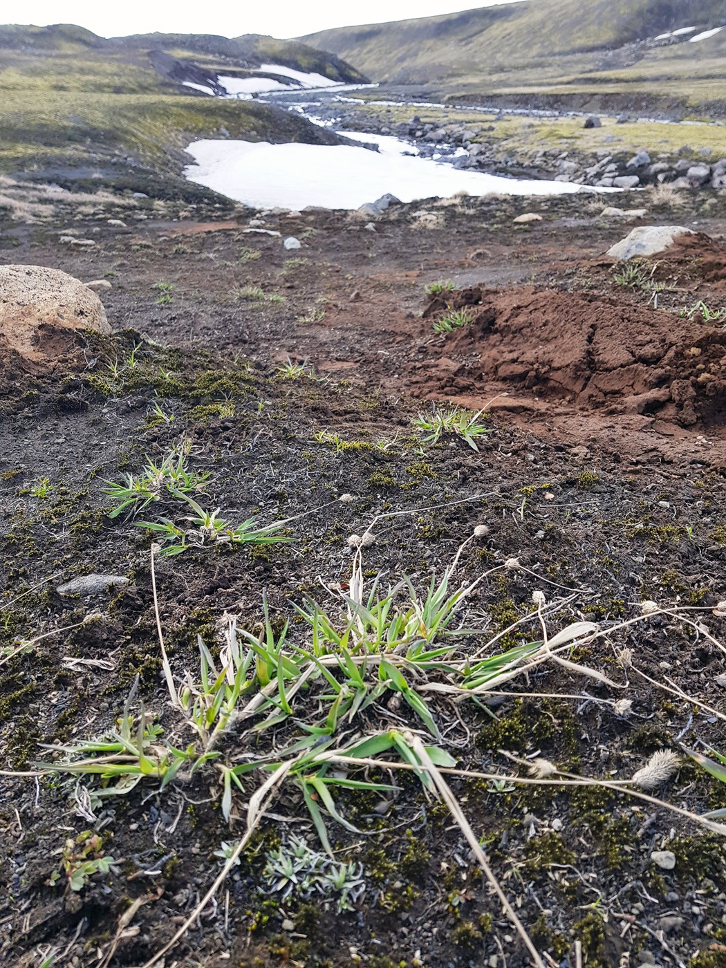 Verndun erfðafjölbreytileika til kynbóta