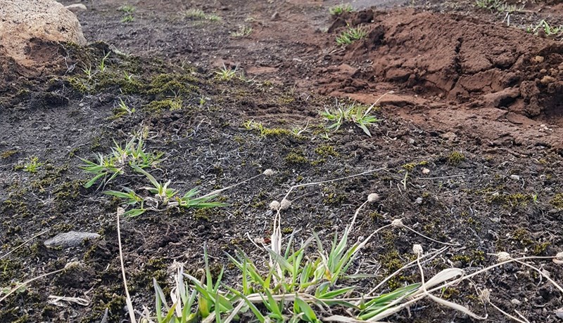 Verndun erfðafjölbreytileika til kynbóta