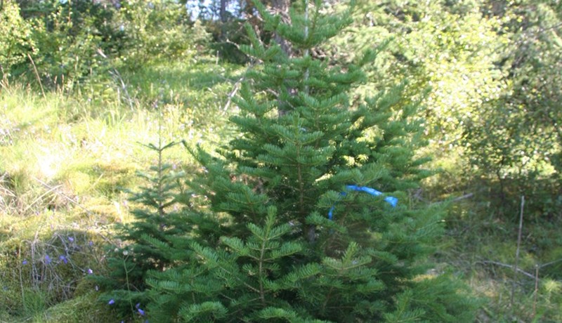 Íslensk jólatré og ræktun þins