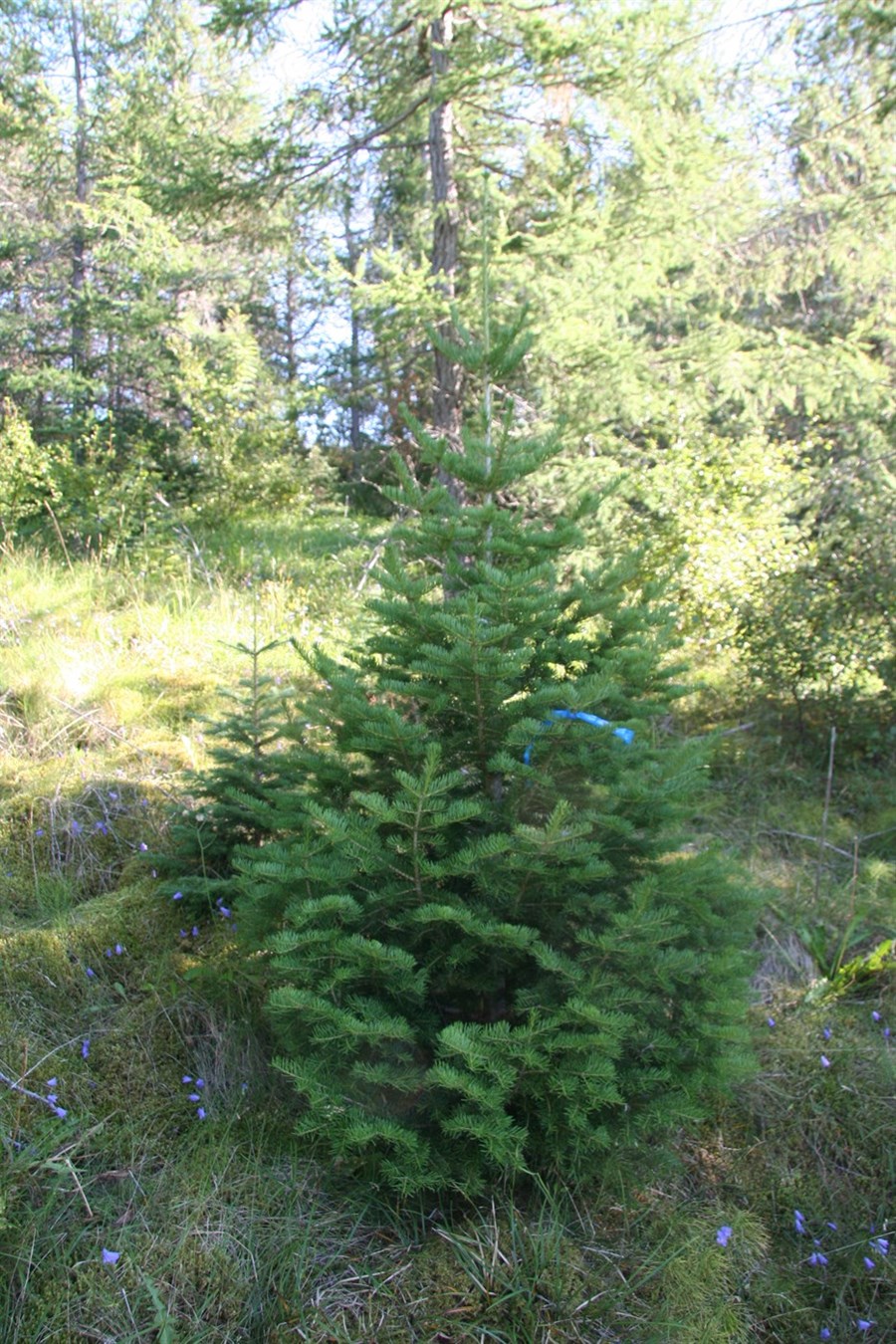 Grænt afbrigði fjallaþins, kvæmi Arapaho frá Colorado