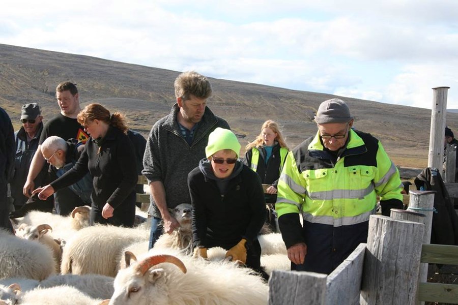 Smalamennsku í Fjallgörðum á Jökuldalsheiði var flýtt