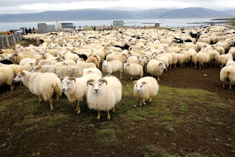 Talið er að betra jafnvægi sé að nást milli framleiðslu og sölu á kindakjöti, eftir tæpa birgðastöðu áranna 2022 til 2023.