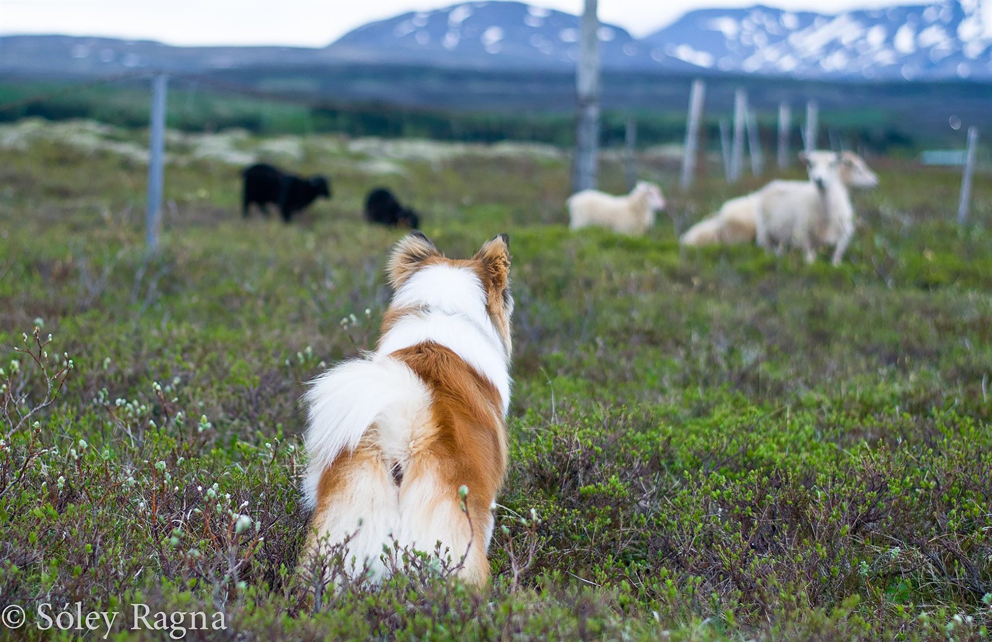 Dagur íslenska fjárhundsins haldinn hátíðlegur
