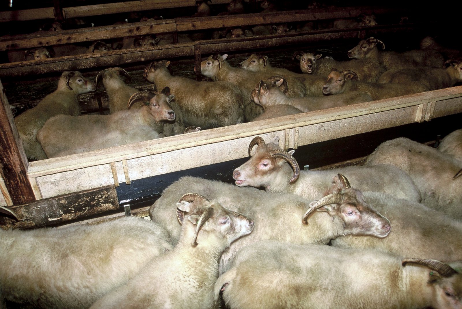 Enn um ull og brenglaða hugsun