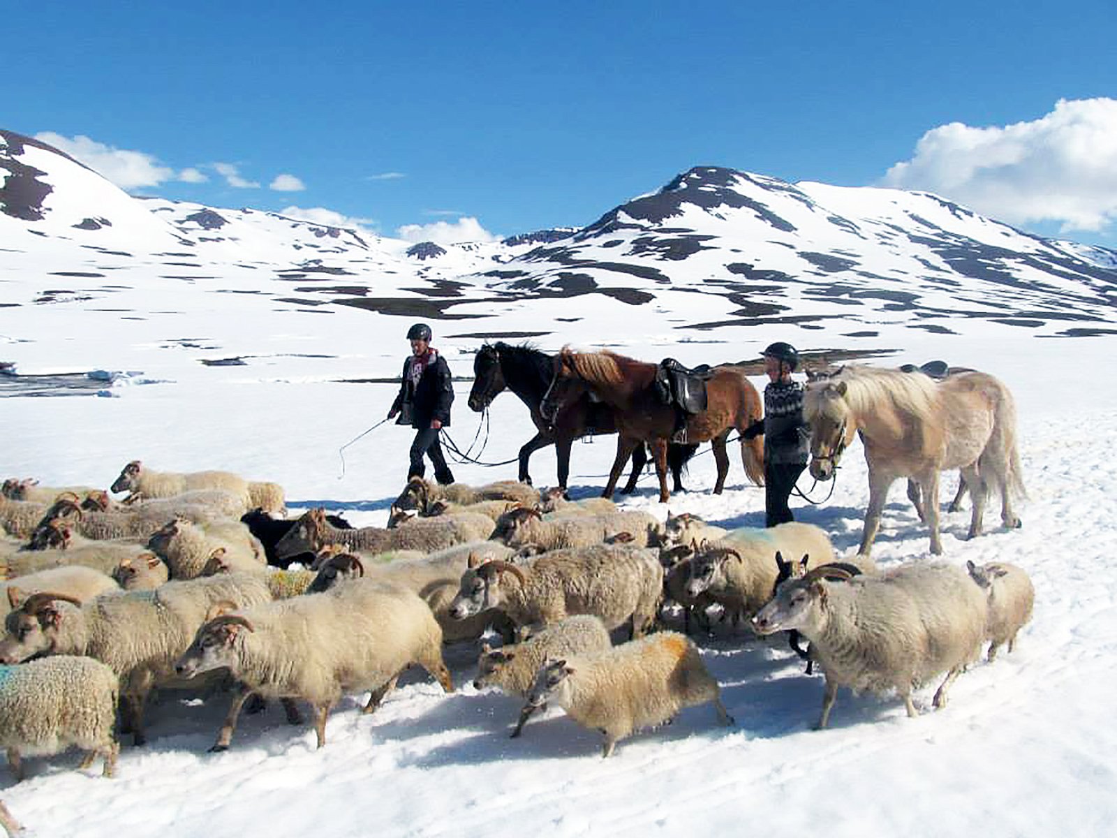 Svell hafa legið lengi yfir túnum víða norðanlands