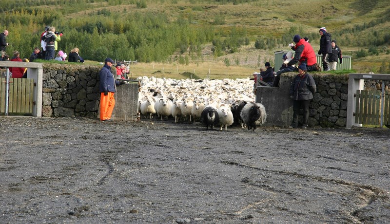 Fjár- og stóðréttir 2023