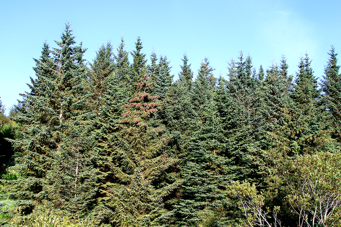 Sitkabastarður (Picea x lutzii)