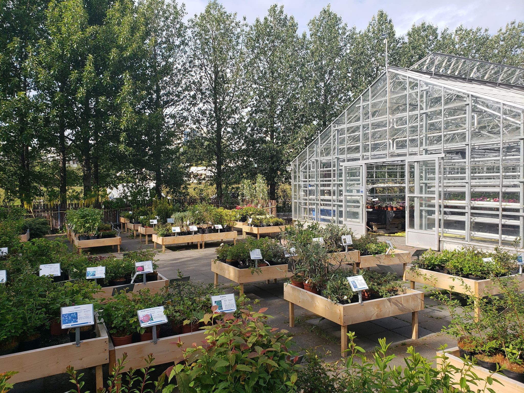 Garðplönturnar eru tilbúnar