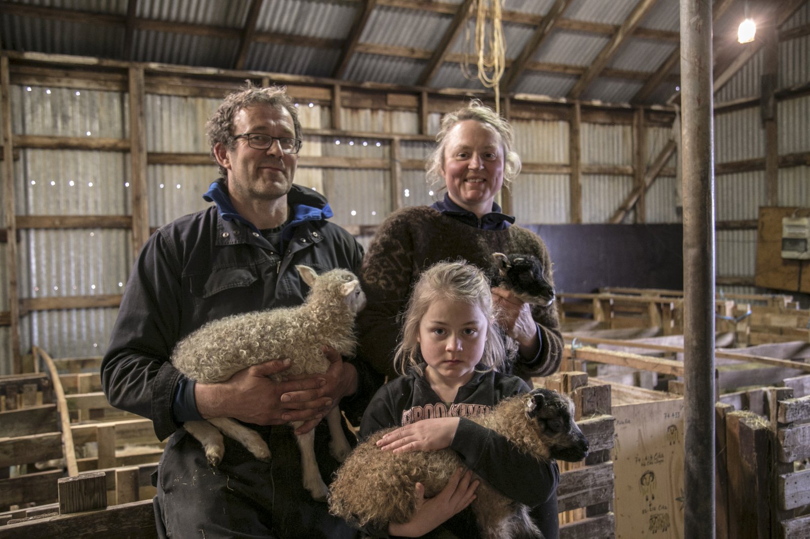 Annríki í sauðburði á Heiðarbæ - MYNDBAND