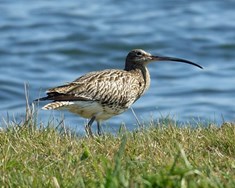 Fuglar í vaxandi útrýmingarhættu