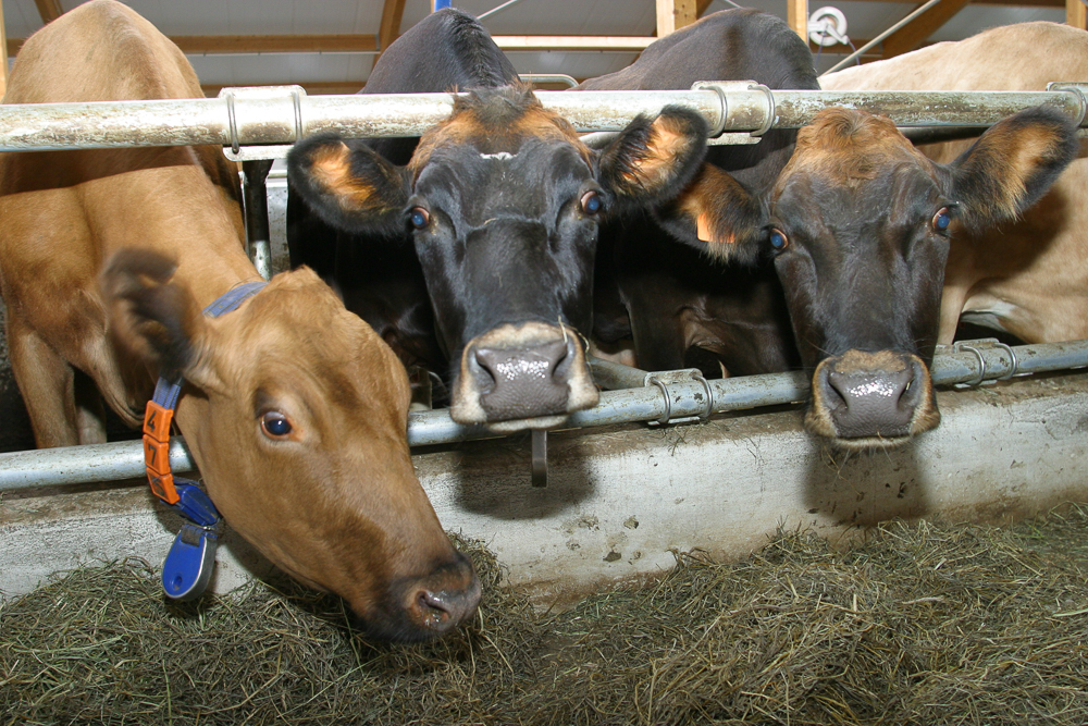 Rekstrarhæfni kúabúa er í mikilli hættu