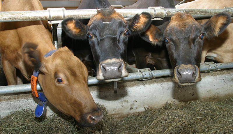 Rekstrarhæfni kúabúa er í mikilli hættu