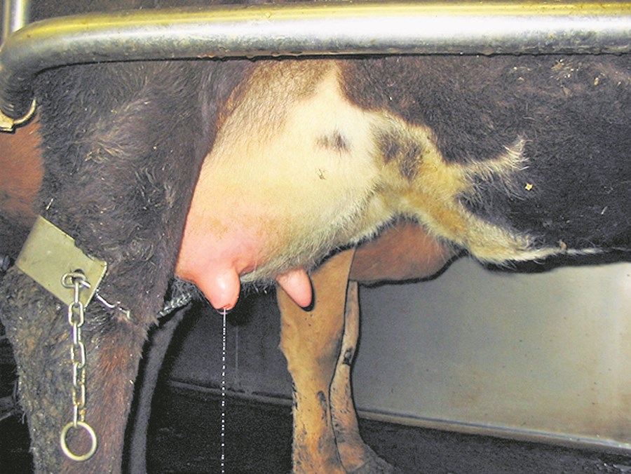 Matvælastofnun stöðvar dreifing mjólkur frá fjórum kúabúum