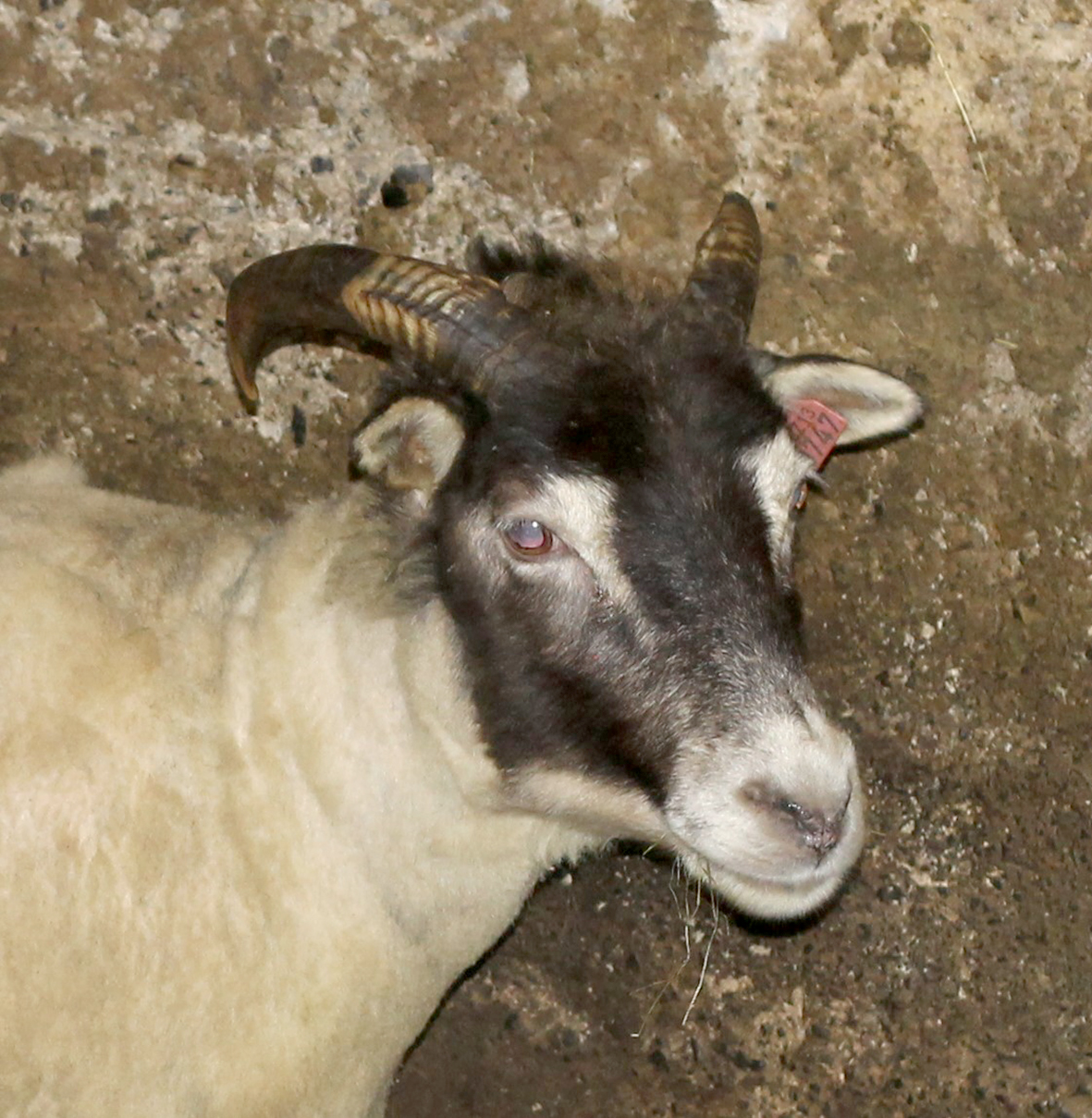 Fimmtíu gripir með T137 finnast í Skaftárhreppi 