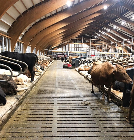 Kýrin Aría í Flatey nythæst síðustu 12 mánuði