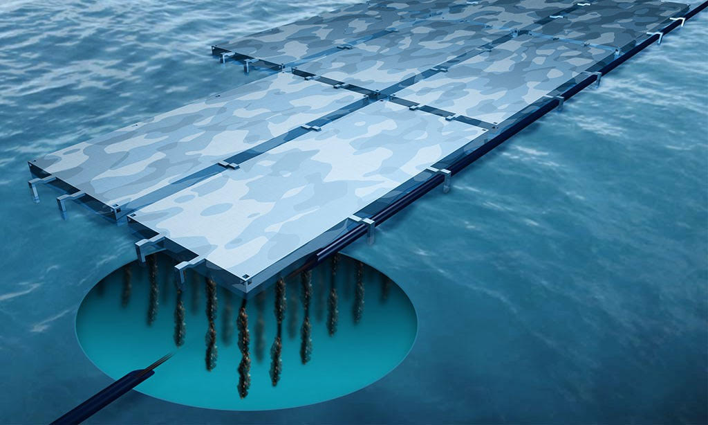 Bláskel gefur gull í mund