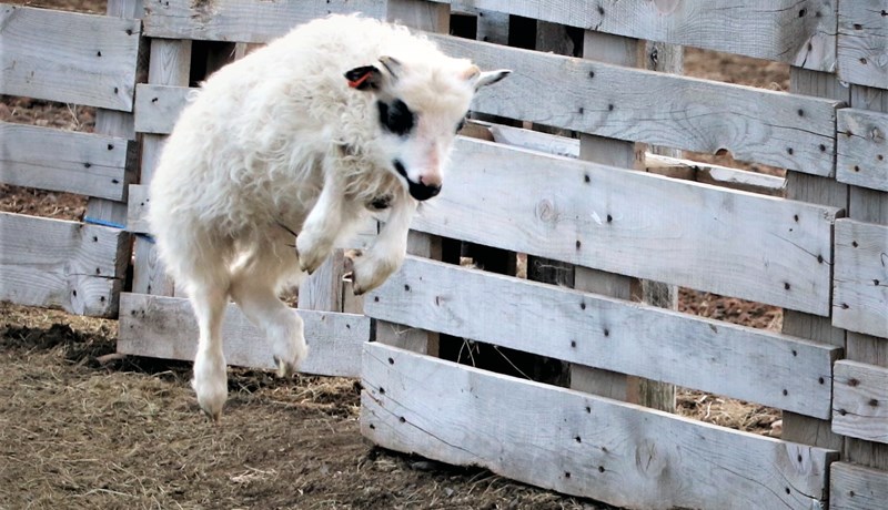 Fljúgandi forystulömb í Borgarbyggð