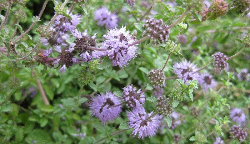 Jurtir Karlamagnúsar – flóamyntan