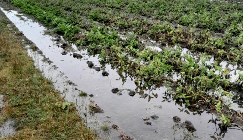 Tugmilljónatjón hjá kartöflubændum