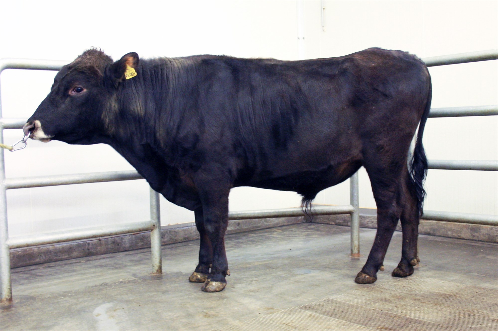 Nýtt naut í notkun